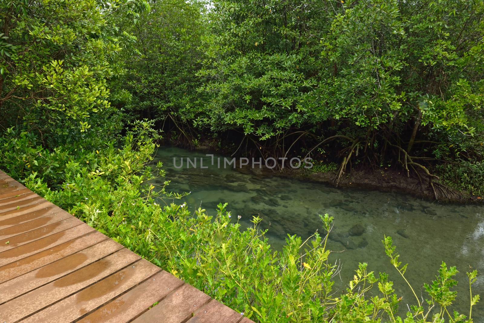 Tha pom nature trail and Crystal stream, Krabi, Thailand