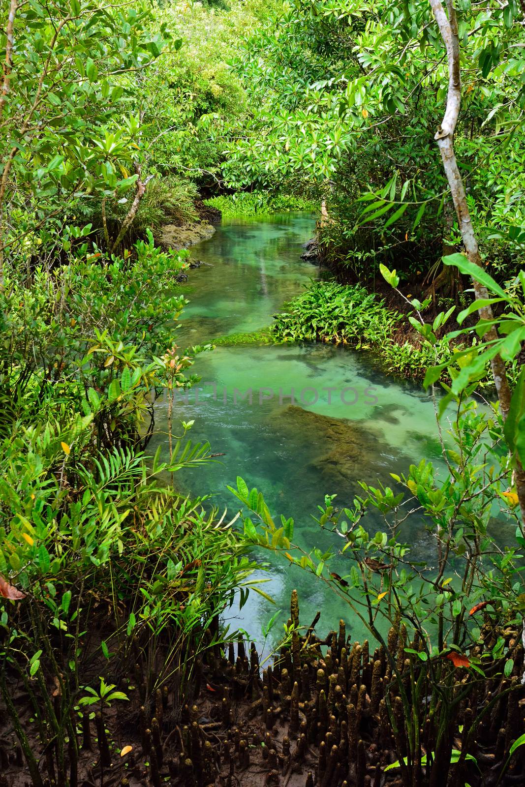 Tha pom nature trail and Crystal stream, Krabi, Thailand