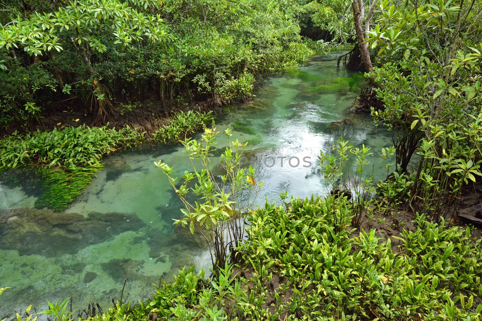 Tha pom nature trail and Crystal stream, Krabi, Thailand by think4photop