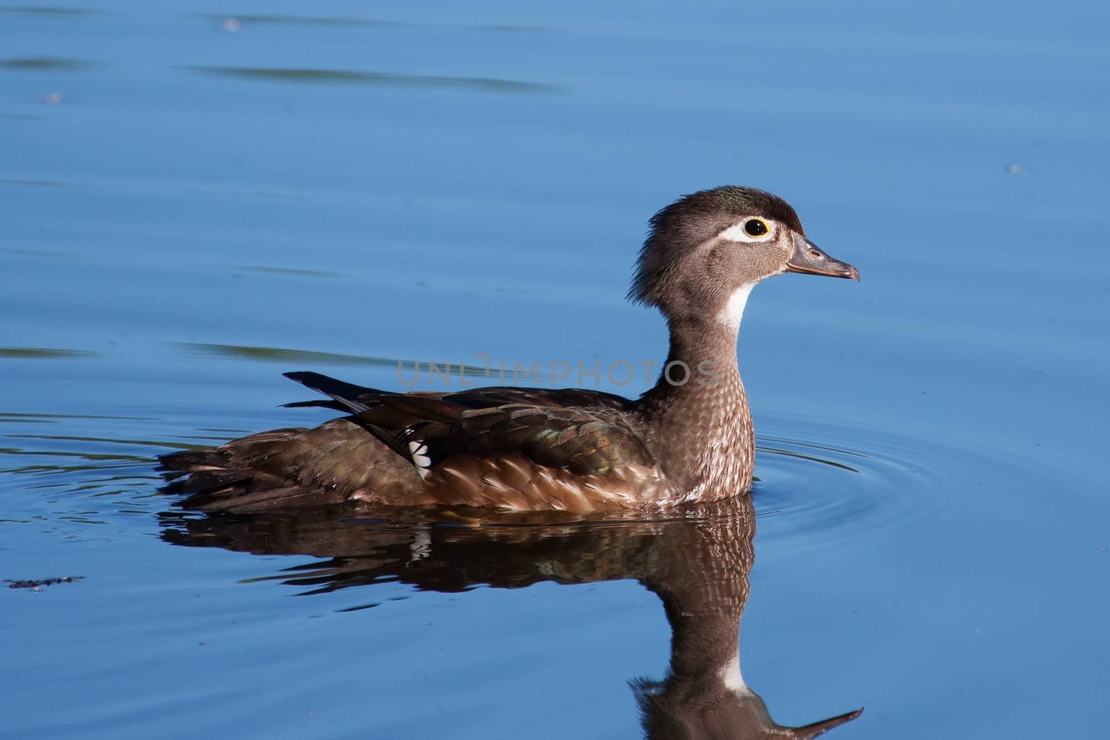 Wood Duck (Aix sponsa) swimming in a lake