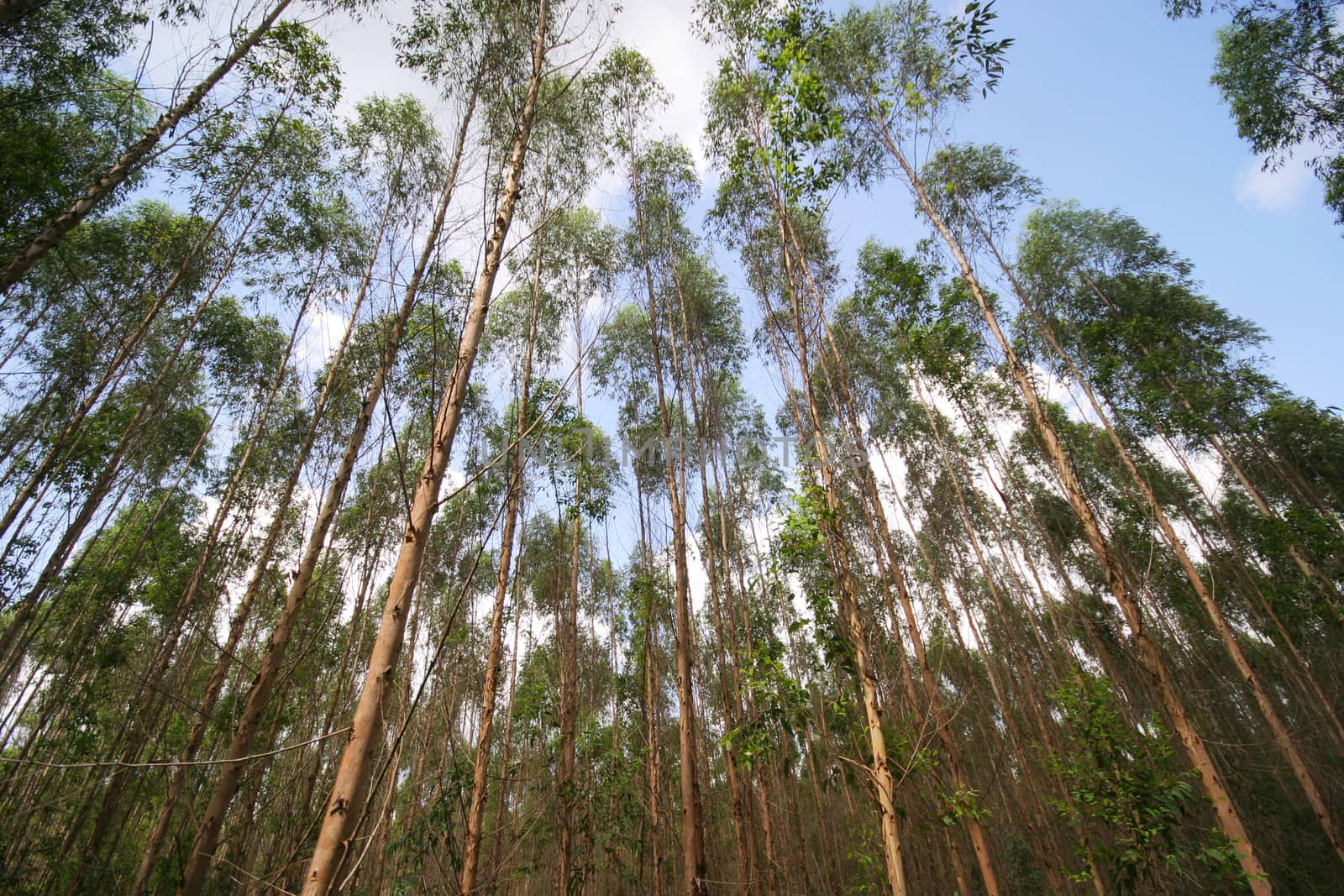 Eucalyptus forest in Thailand, plats for paper industry by think4photop