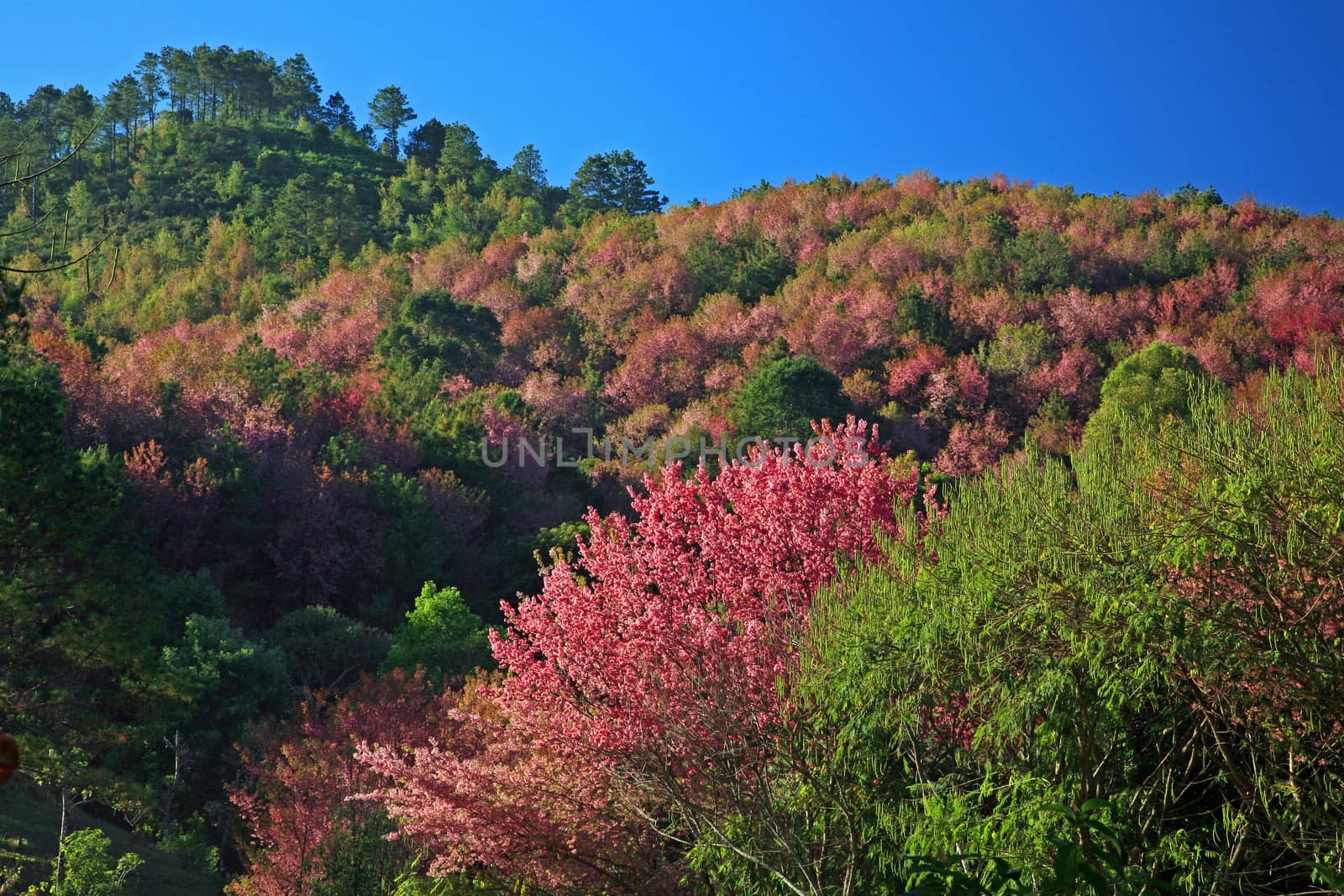 Sakura pink flower on mountain in thailand, cherry blossom