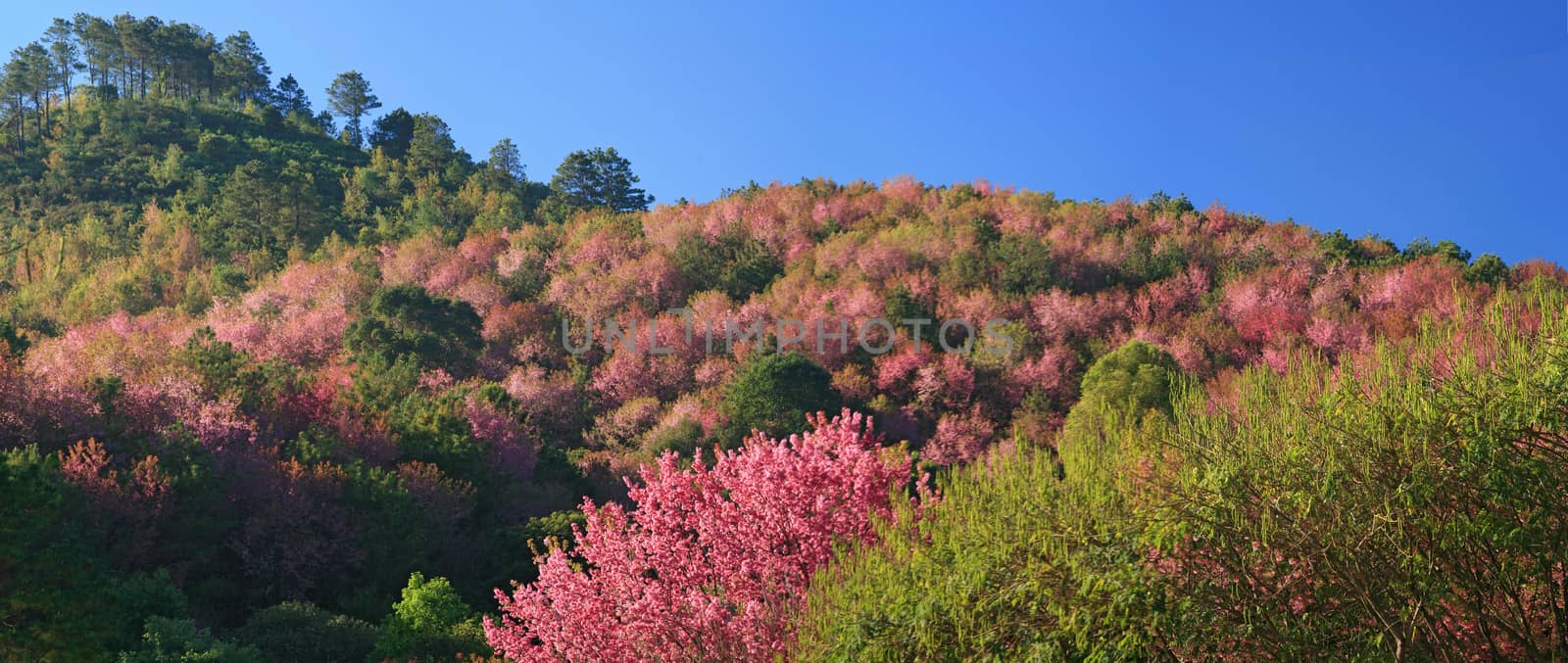 Sakura pink flower on mountain in thailand, cherry blossom by think4photop