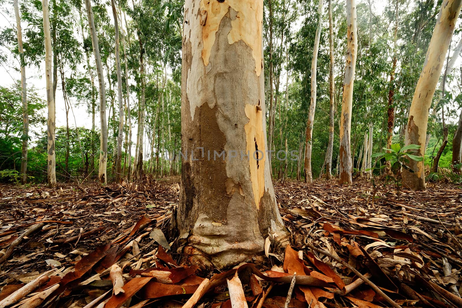 Plantation of Eucalyptus tree for paper industry by think4photop