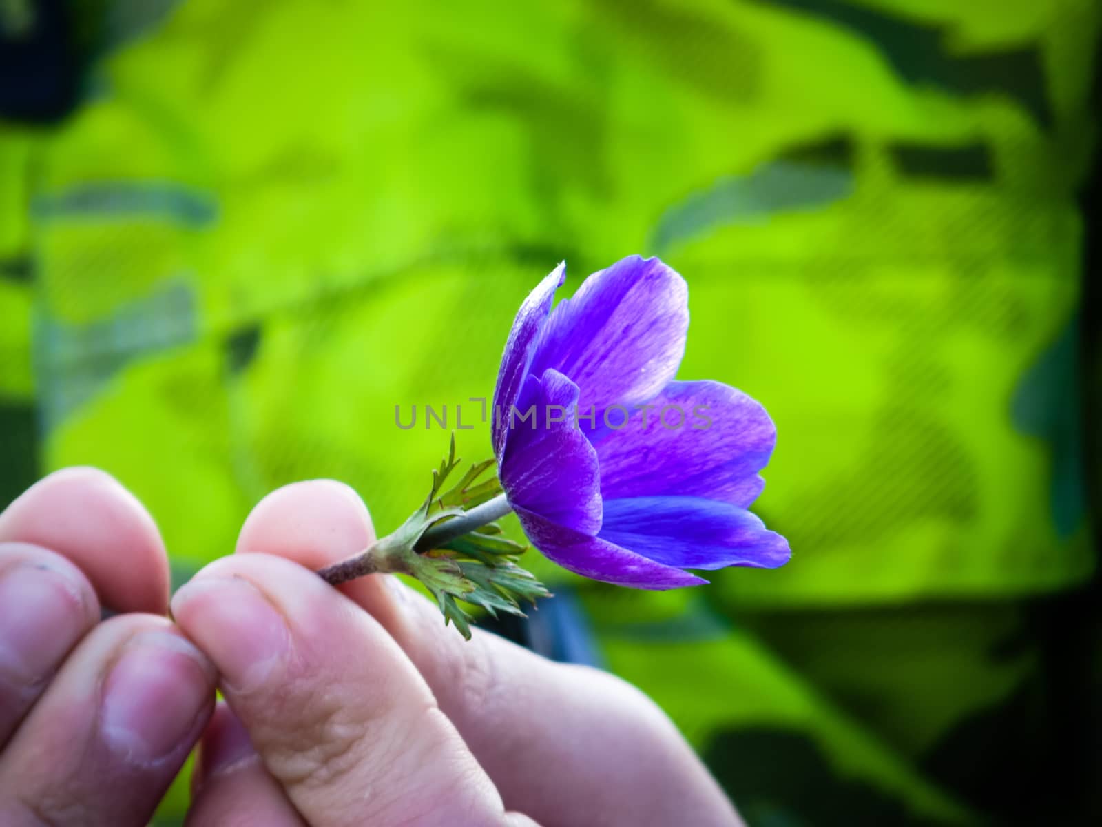 Close up view of a purple daisy with two hands to hold it.