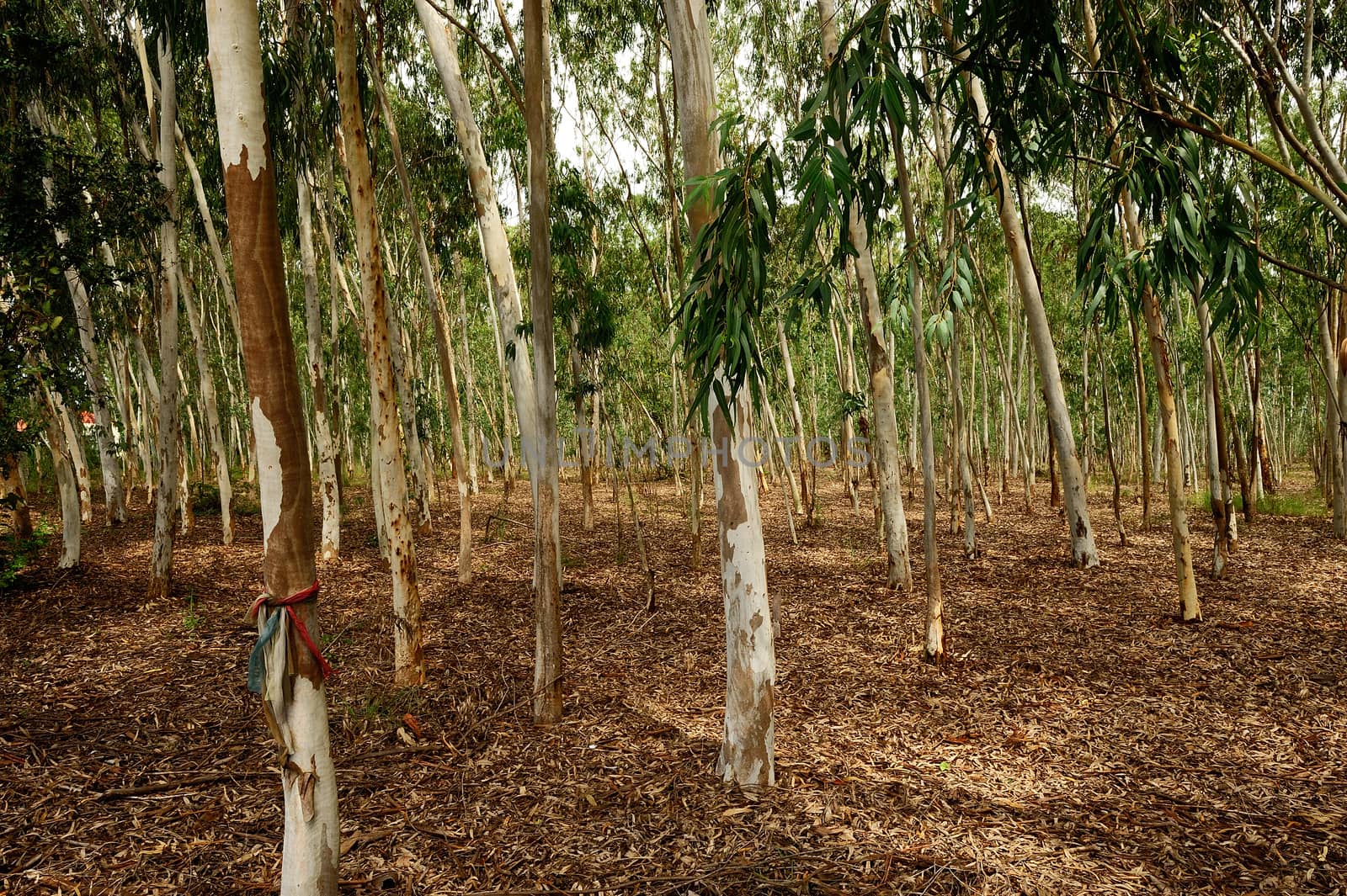 Plantation of Eucalyptus tree for paper industry