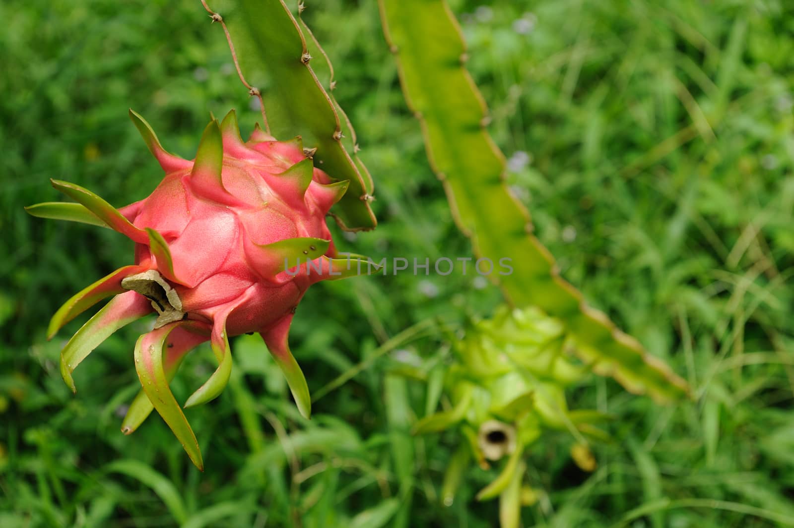 dragon fruit in Thailand