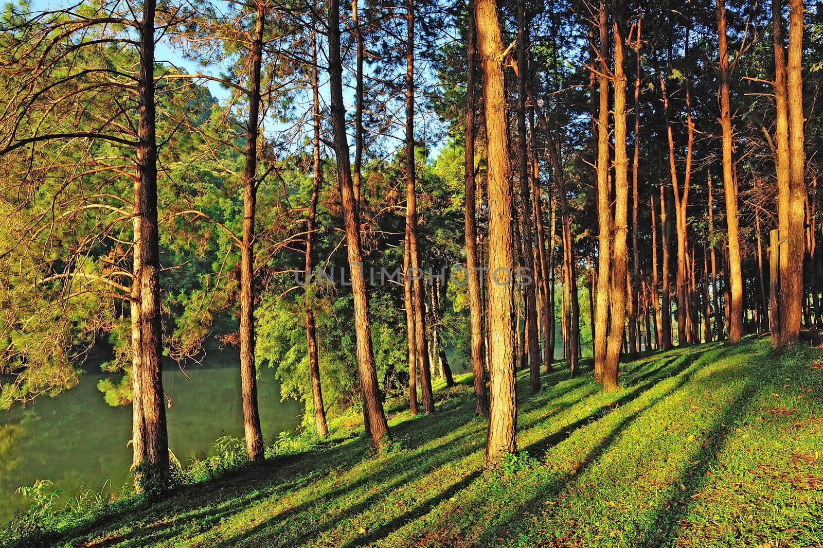 Light aircraft, Pang Ung Forestry Plantations, Maehongson Province, North of Thailand