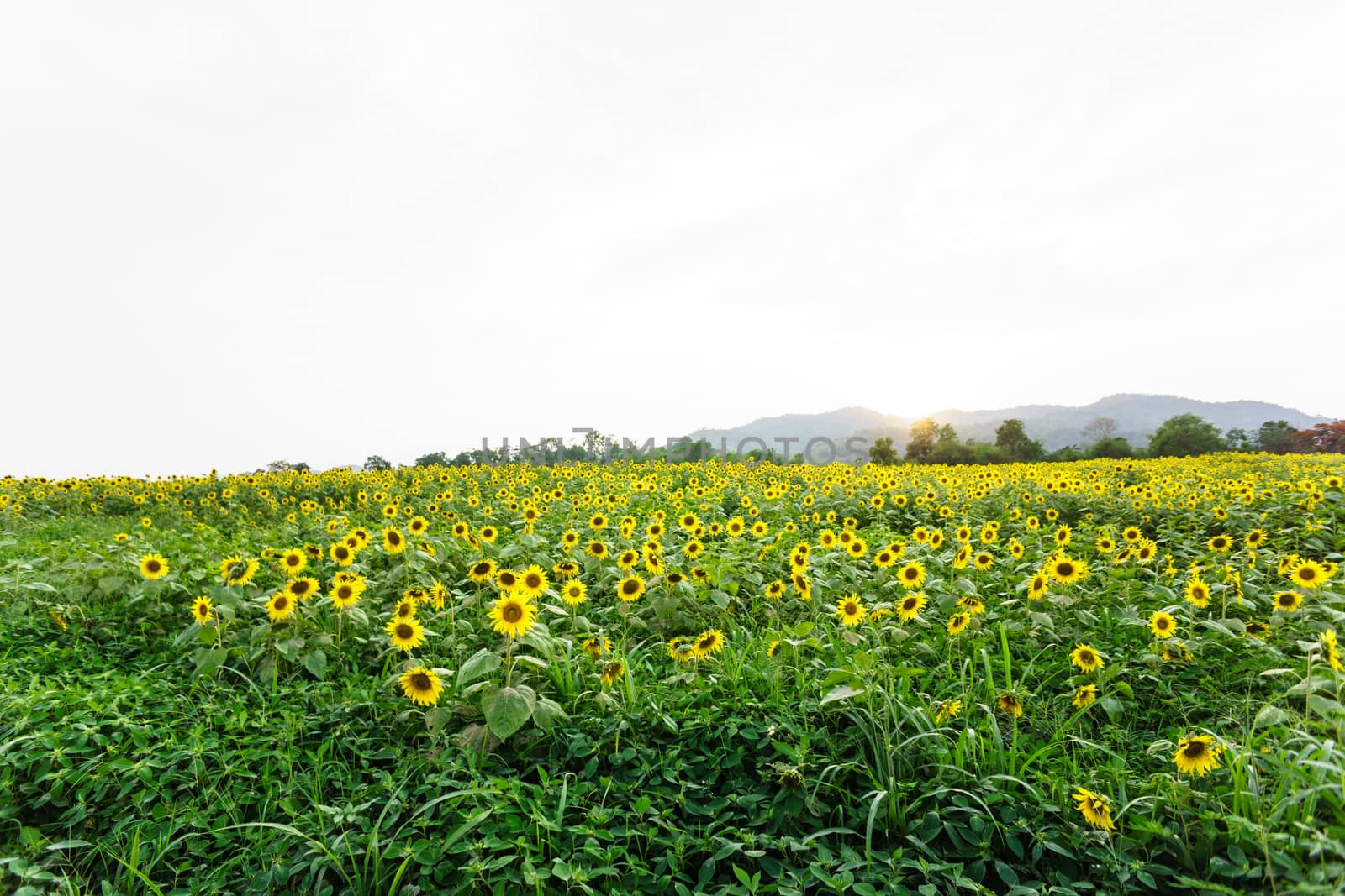 nature landscape by nattapatt