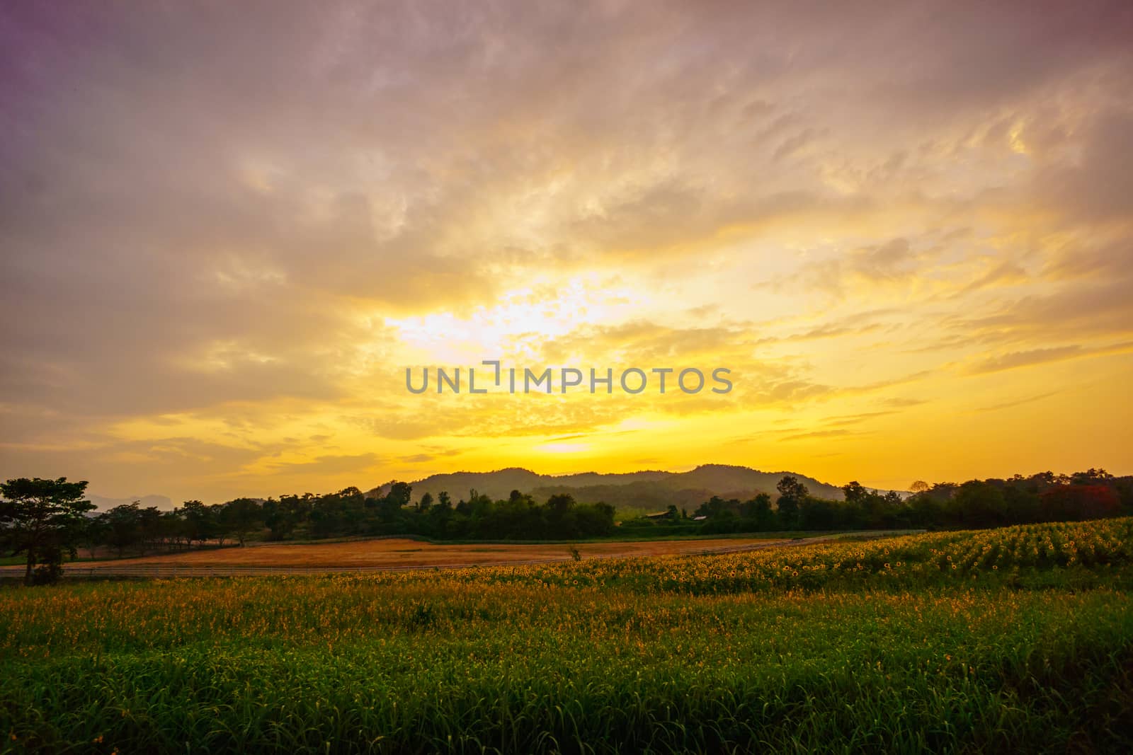 beautiful flower garden at evening,sunset scene