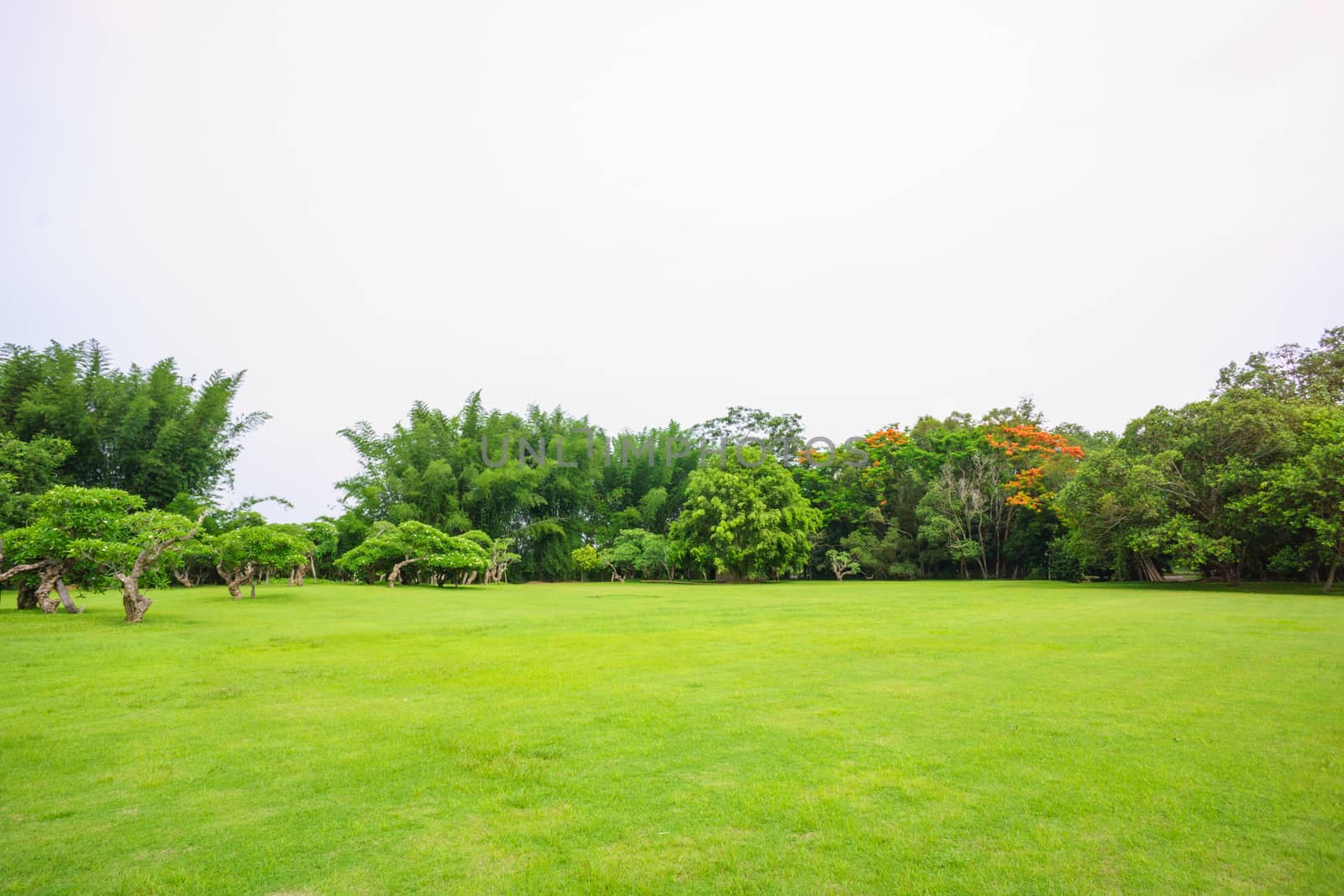 clean grass field in gargen