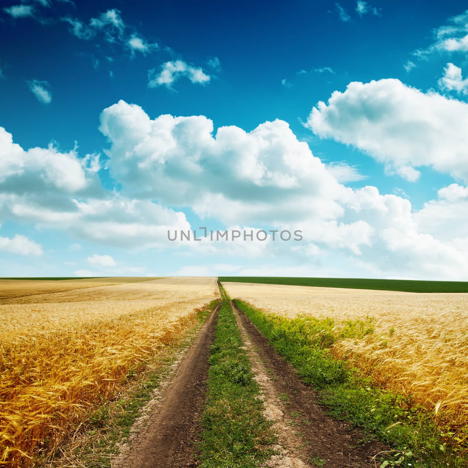 road in yellow field with harvest and cloudy blue sky by mycola