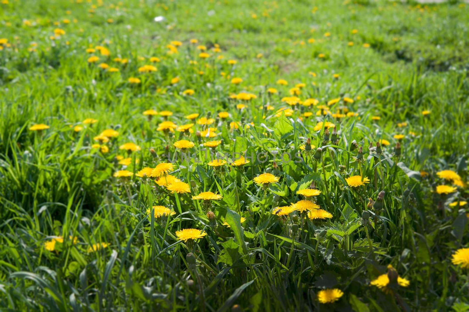 yellow dandelions on the lawn in summer