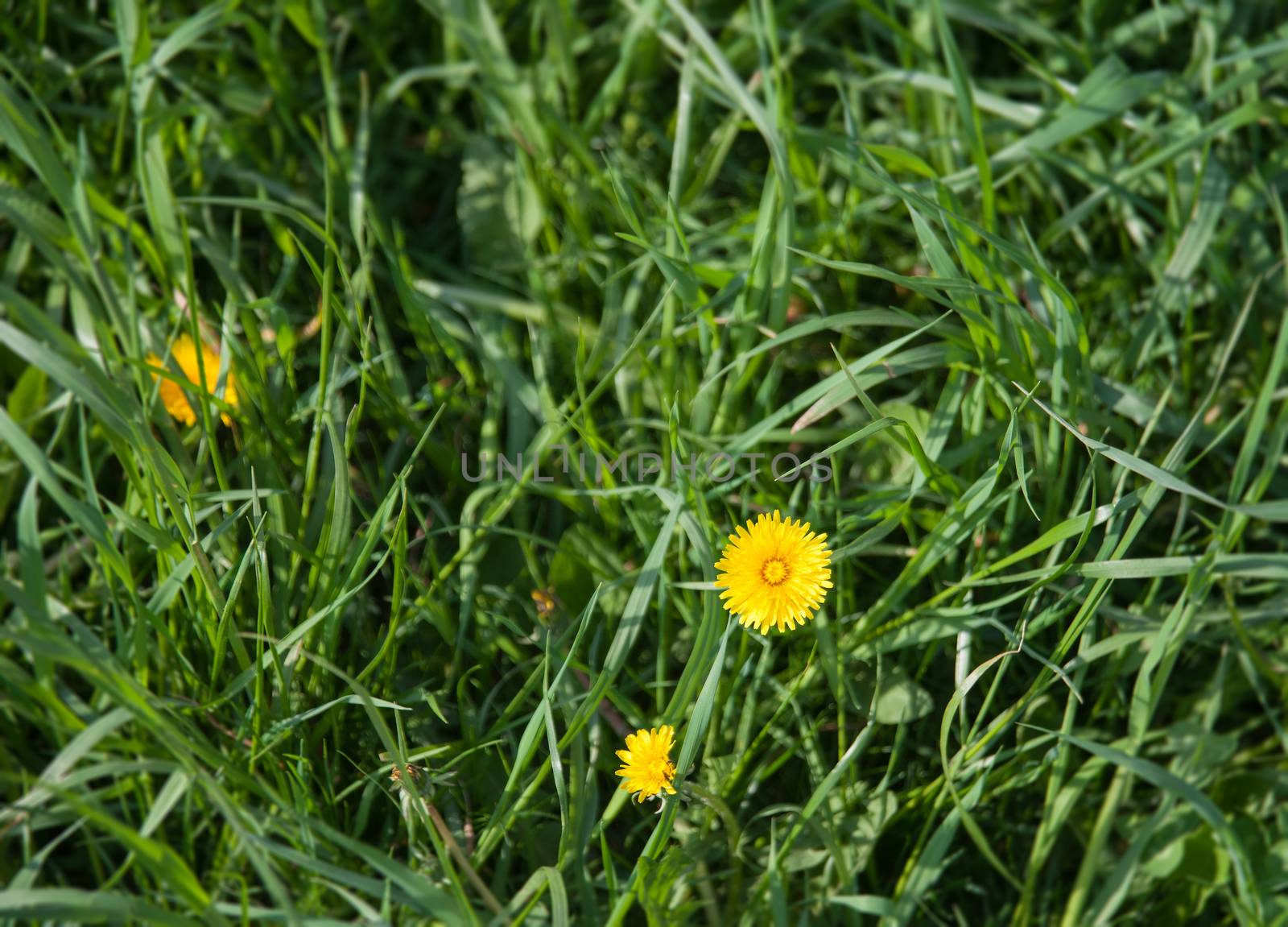 yellow dandelions on the lawn in summer