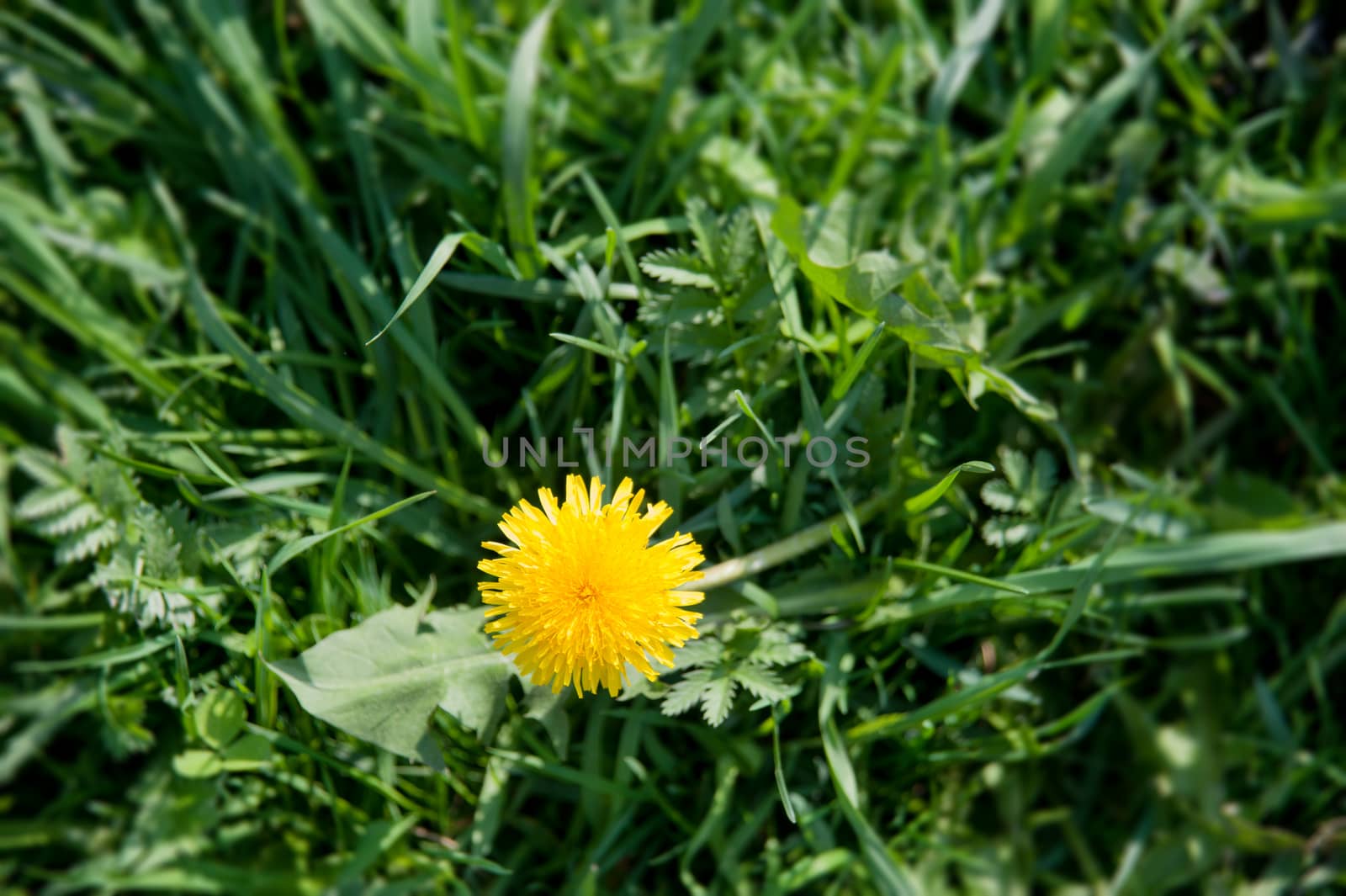 yellow dandelions on the lawn in summer