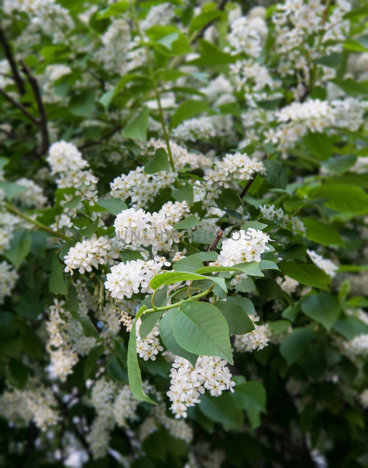 green branches of flowering bird cherry trees in spring