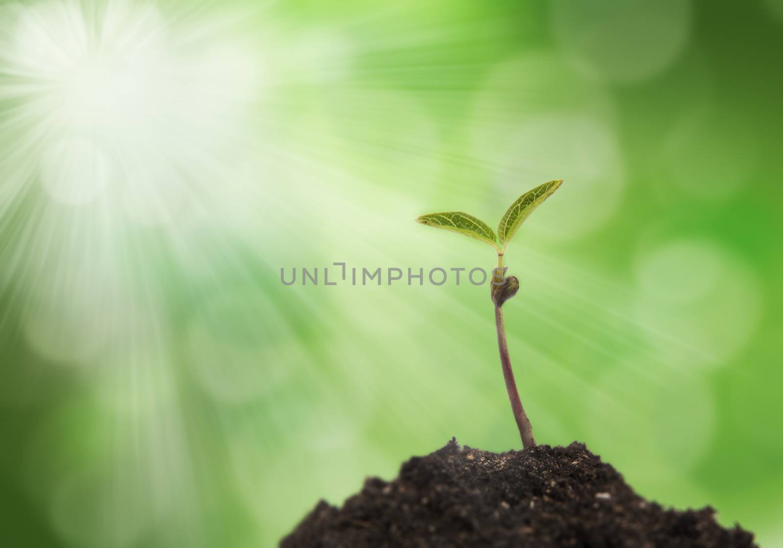 sprout by raduga21
