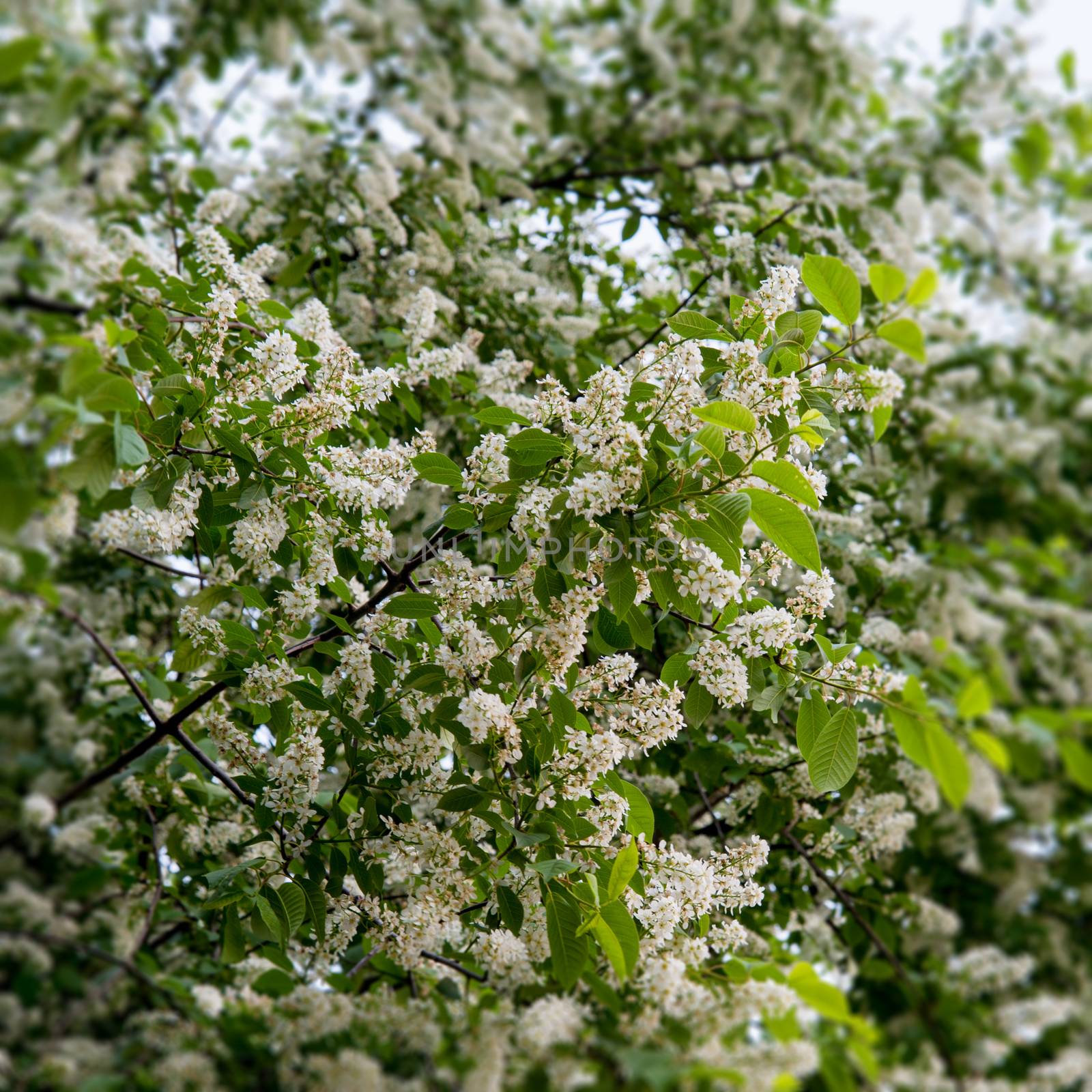 green branches of flowering bird cherry trees in spring