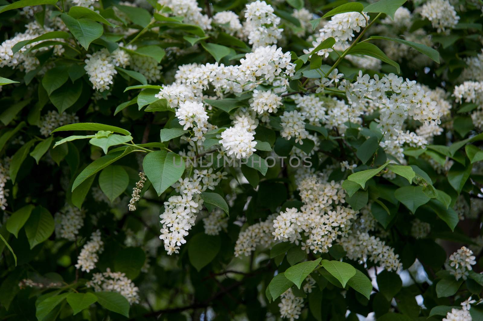 green branches of flowering bird cherry trees in spring