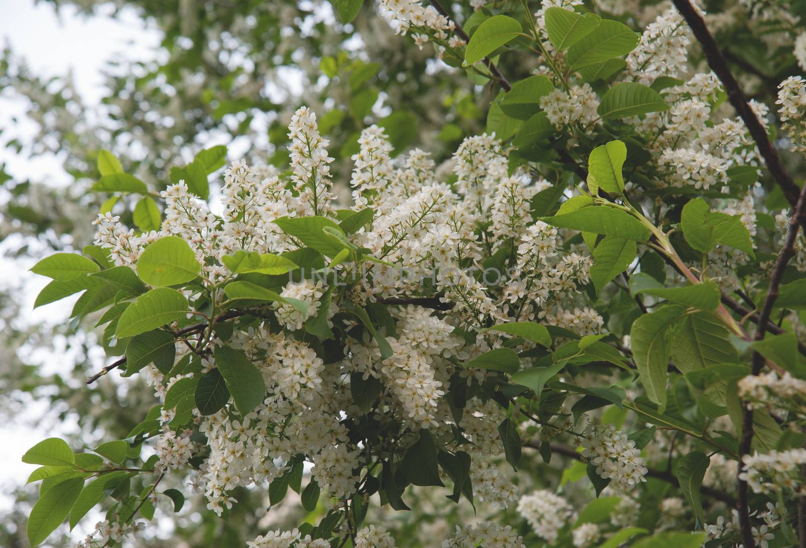 green branches of flowering bird cherry trees in spring