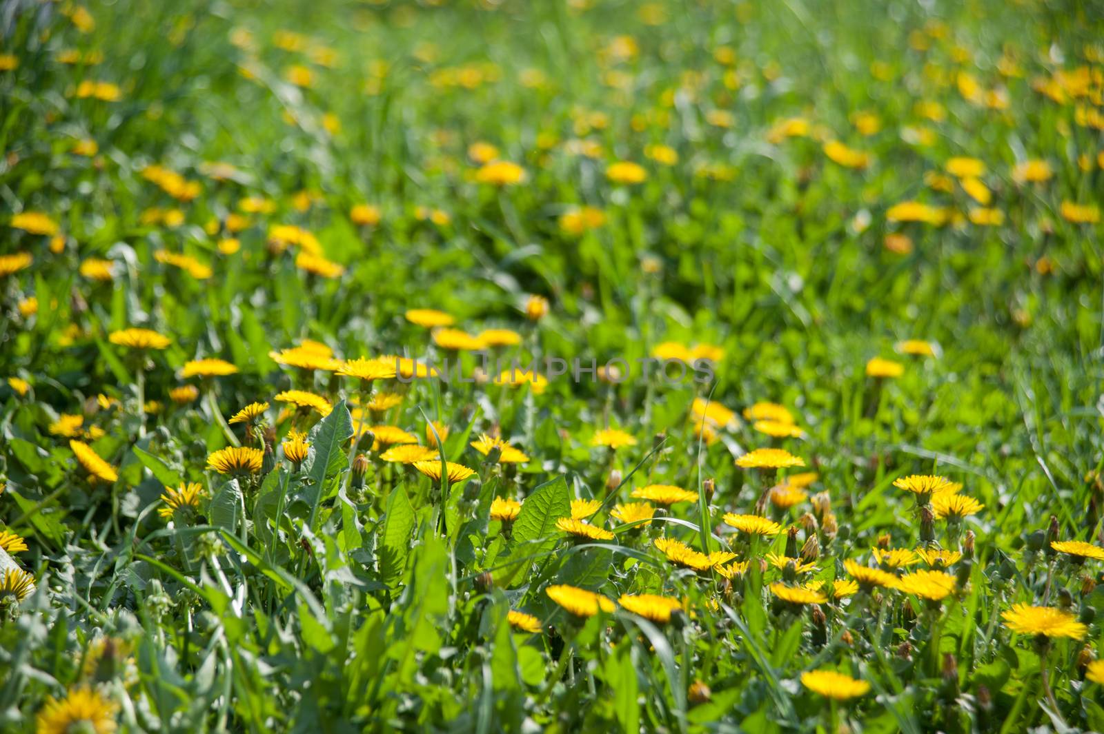 yellow dandelions on the lawn in summer