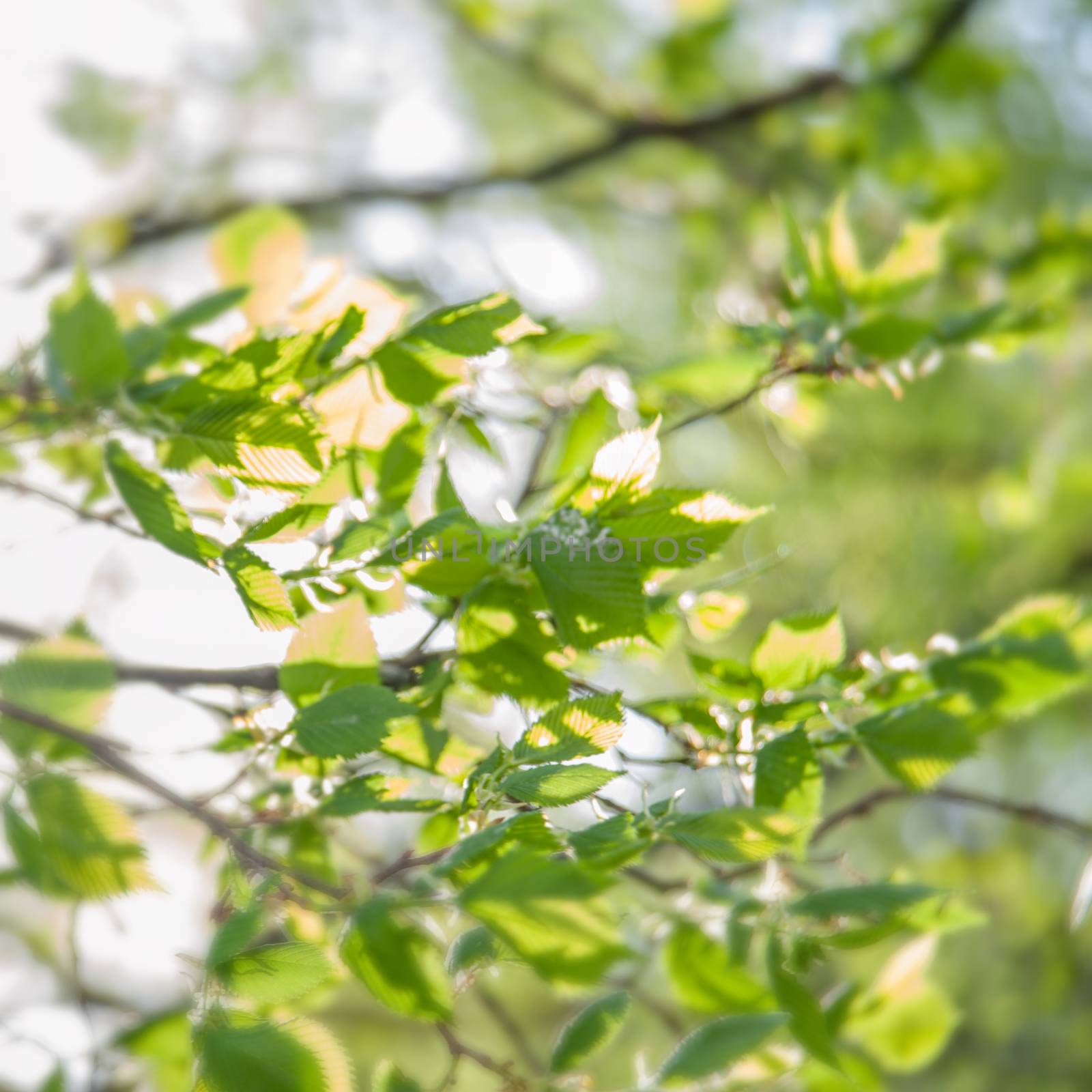 young green branches against the sky with bokeh