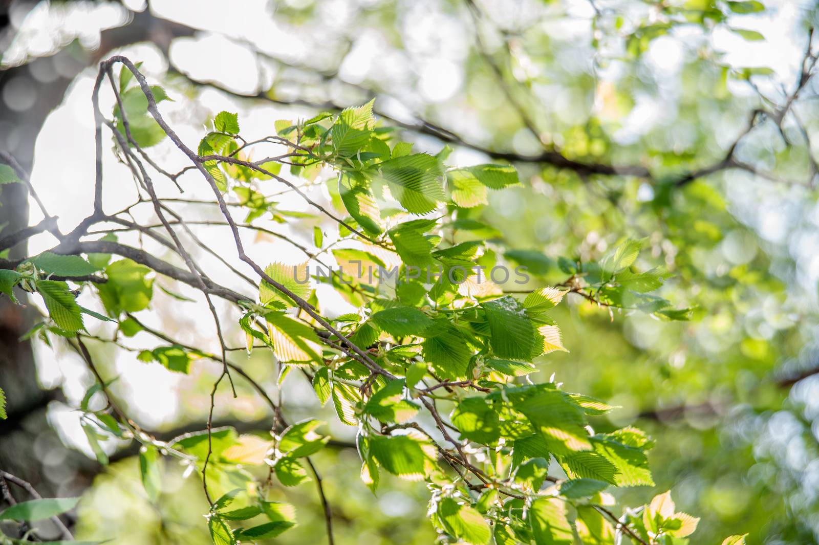 young green branches against the sky with bokeh