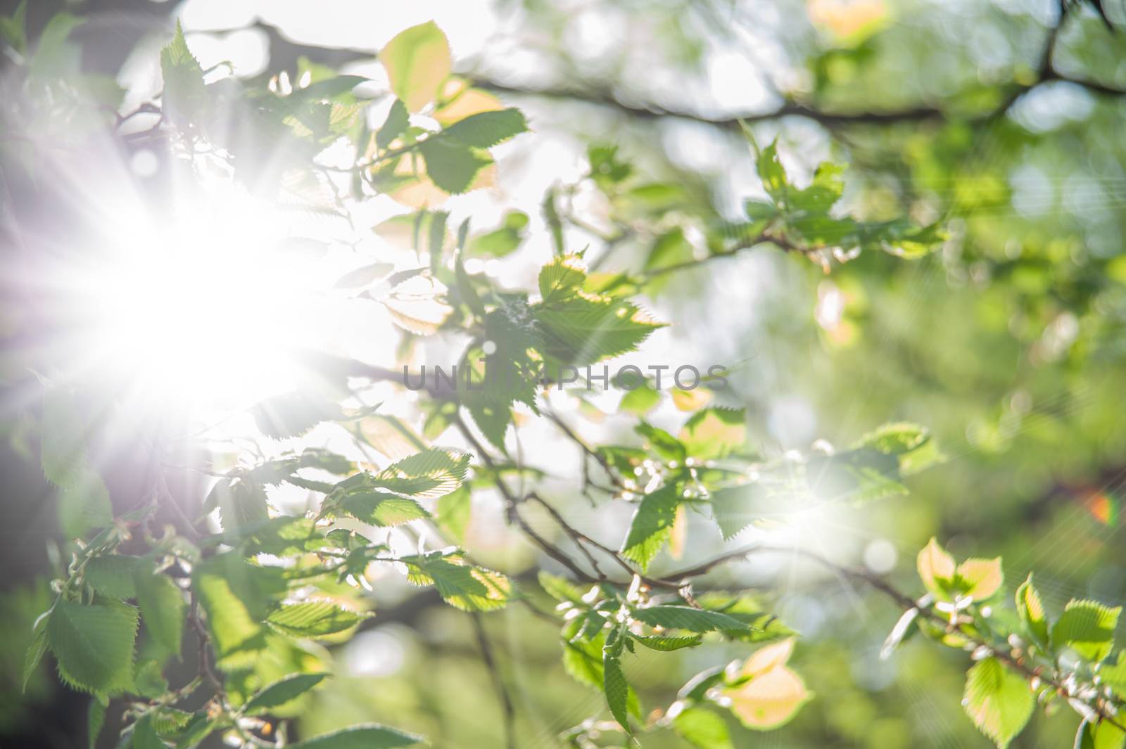 young green branches against the sky with bokeh