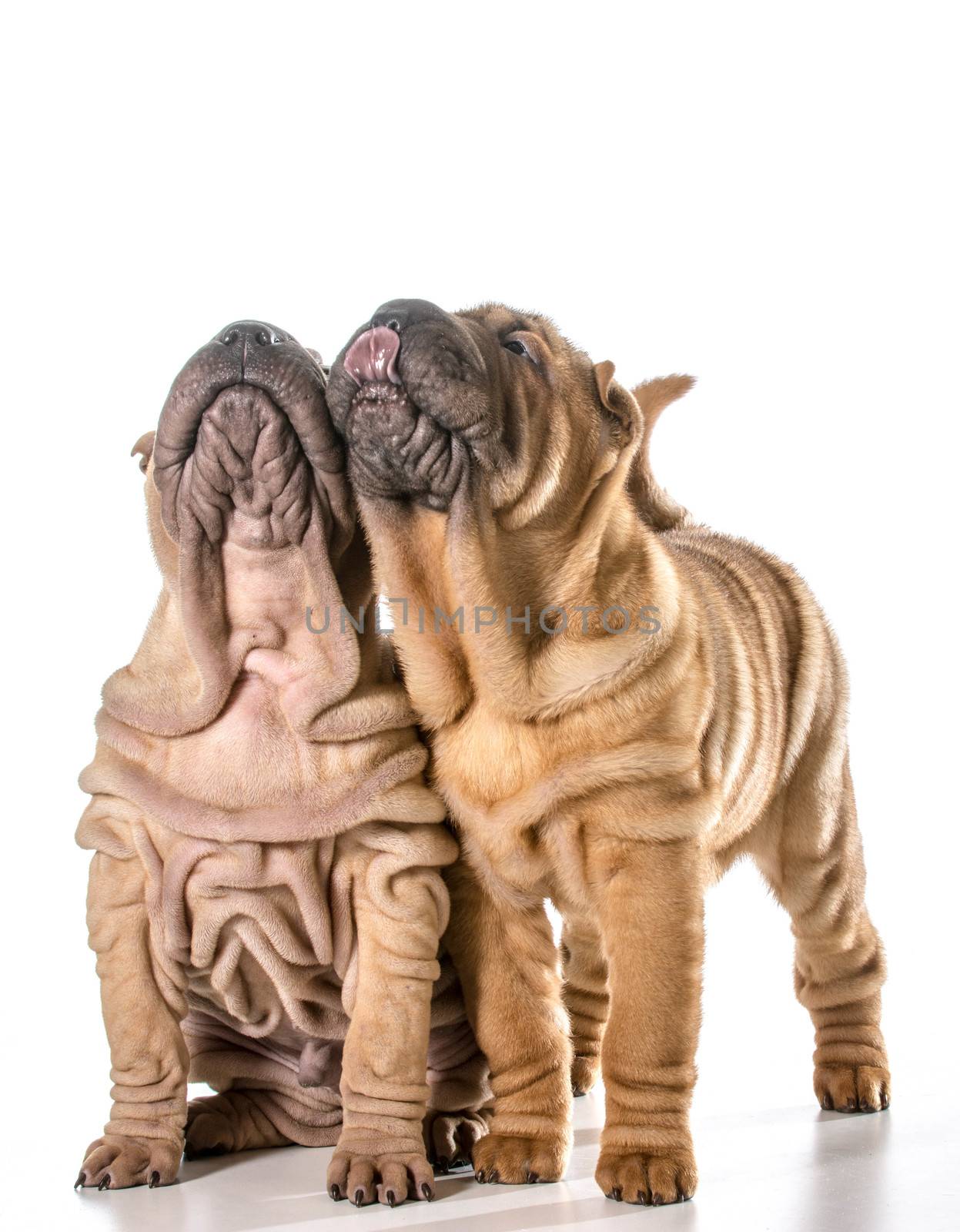 two chinese shar pei puppies looking up isolated on white background - 4 months old