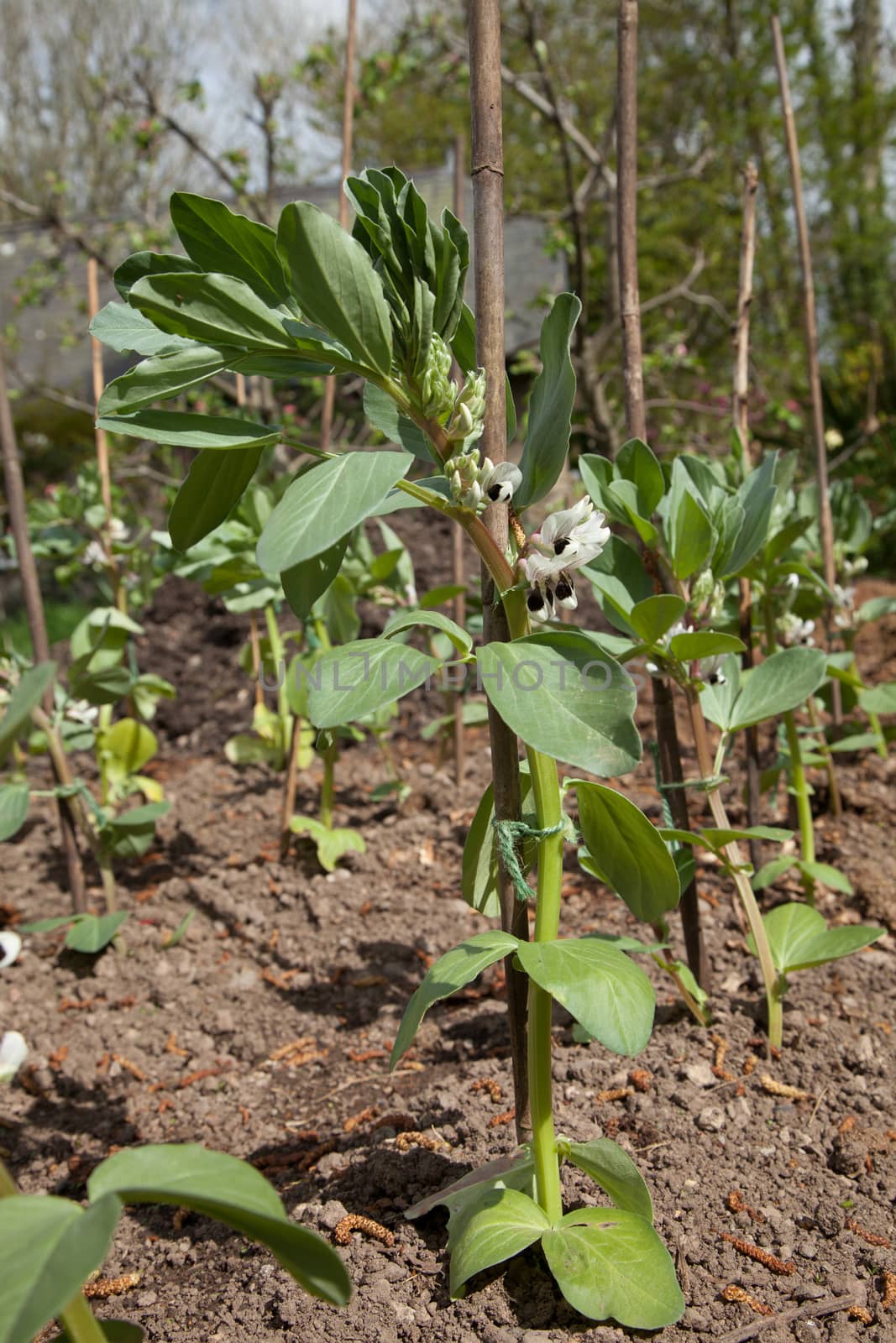 Flowering broad bean plants planted in soil, in rows, with cane supports.