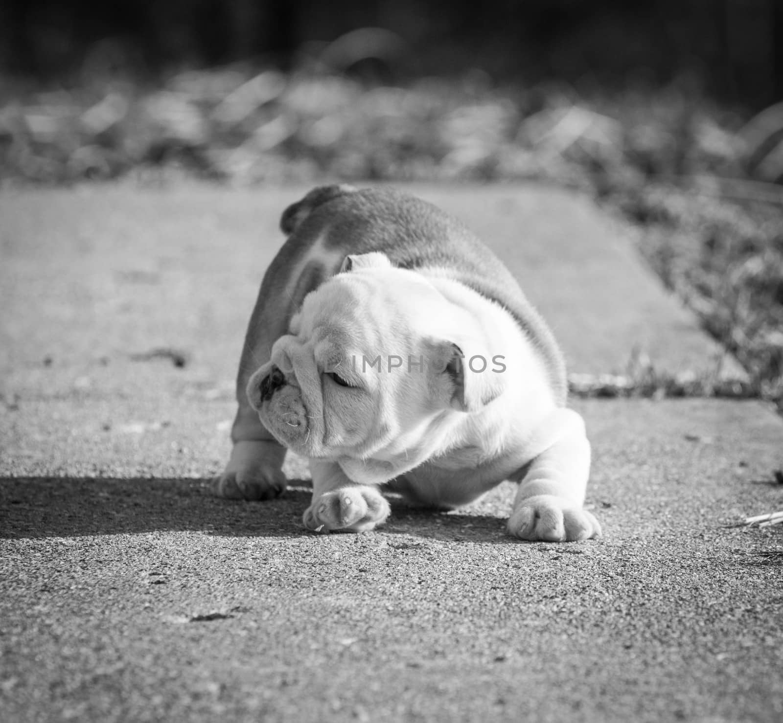 english bulldog puppy playing outside