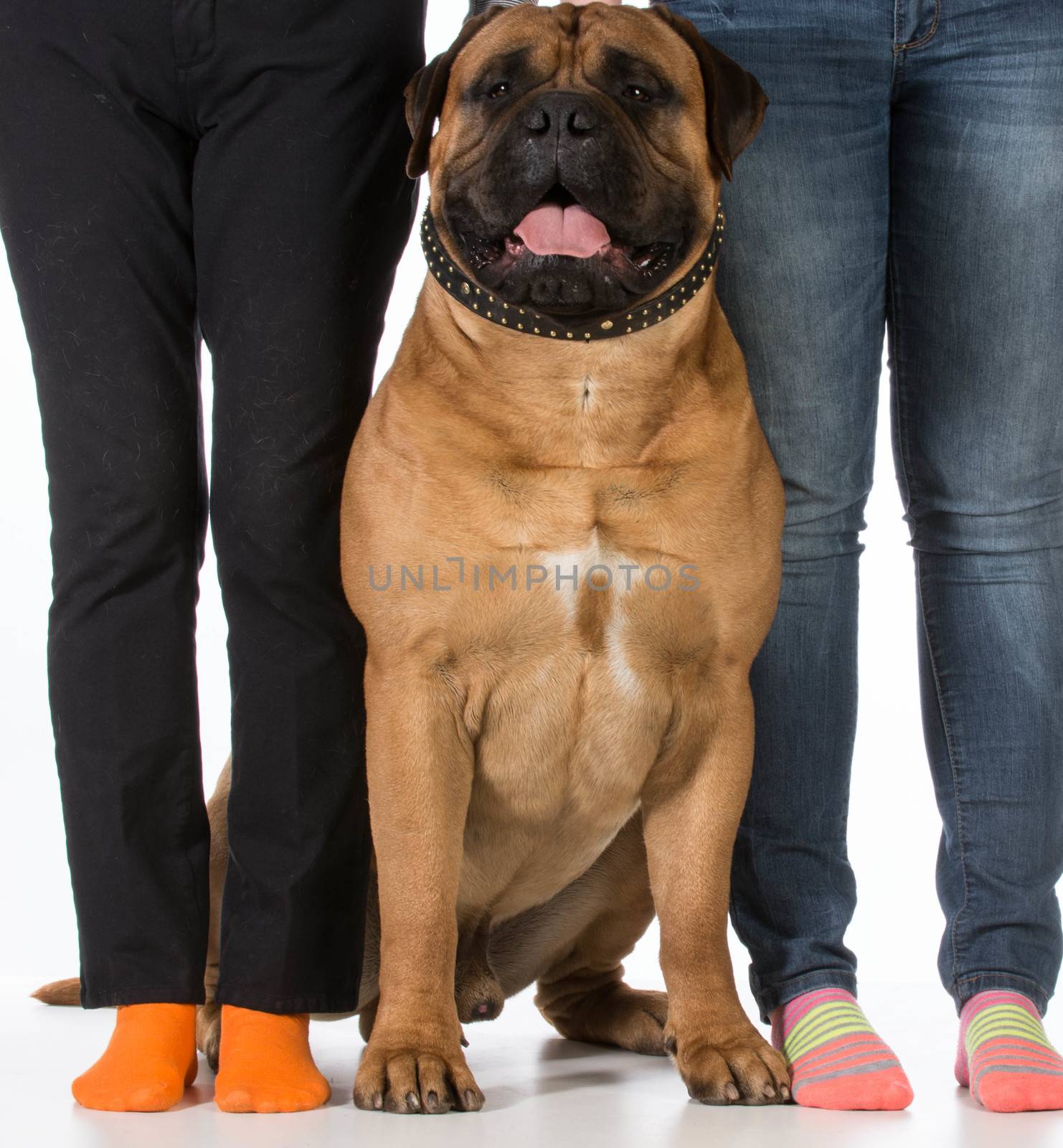 bullmastiff sitting beside his owners feet on white background