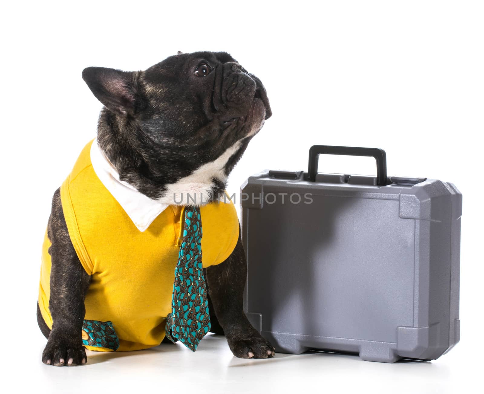 working dog - french bulldog with silly expression sitting beside briefcase