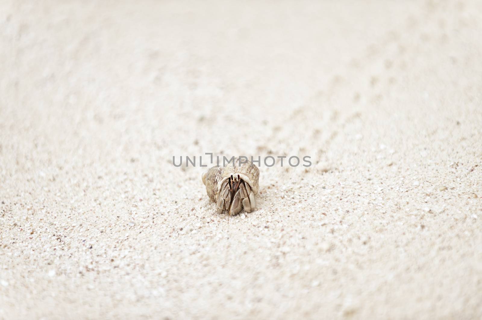 hermit crab by snafu