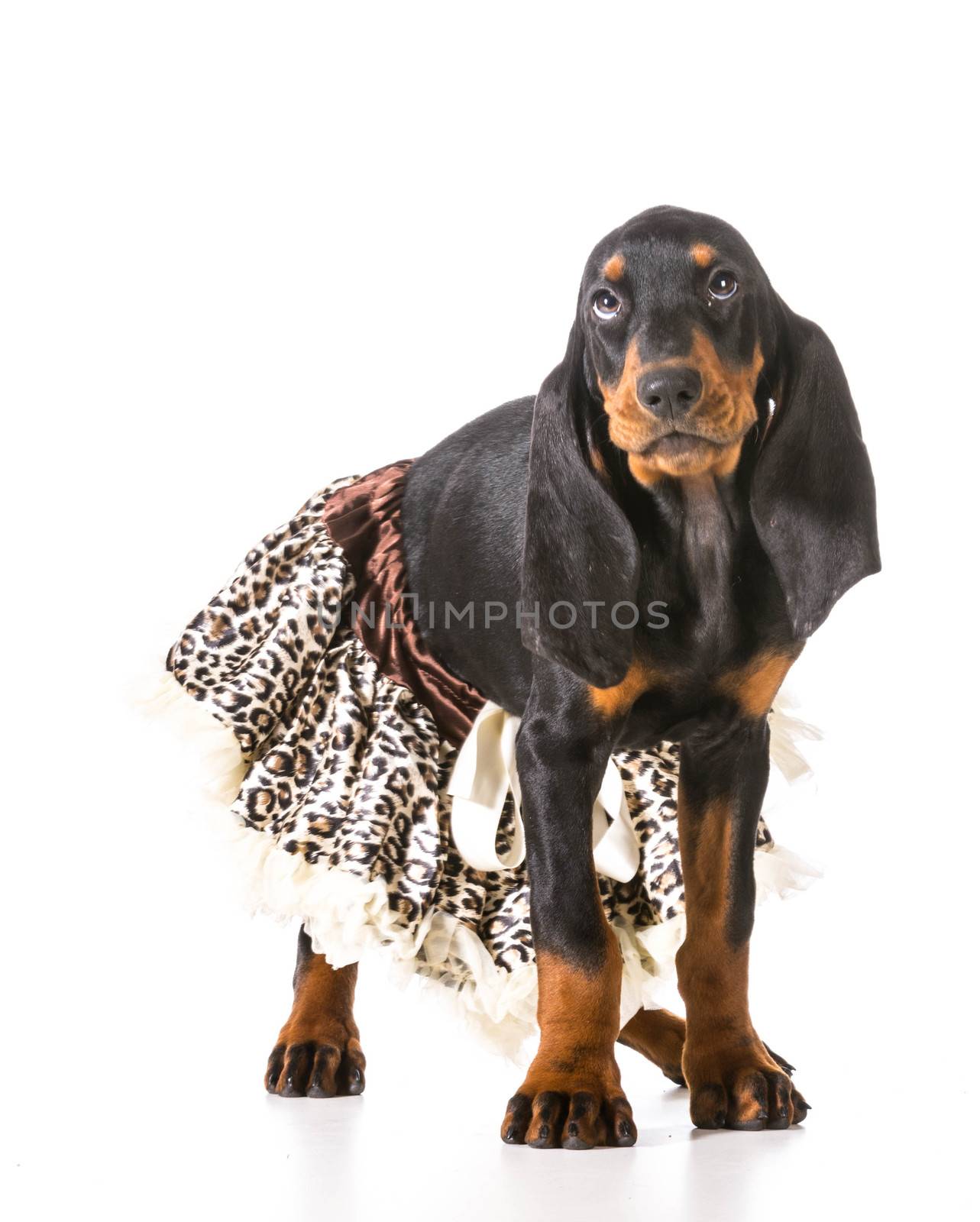 female puppy - black and tan coonhound wearing a leopard print tutu