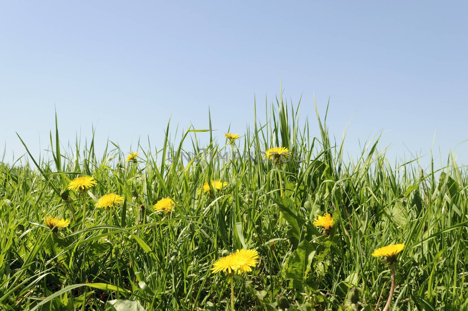 Flowering dandelions in grass by wander