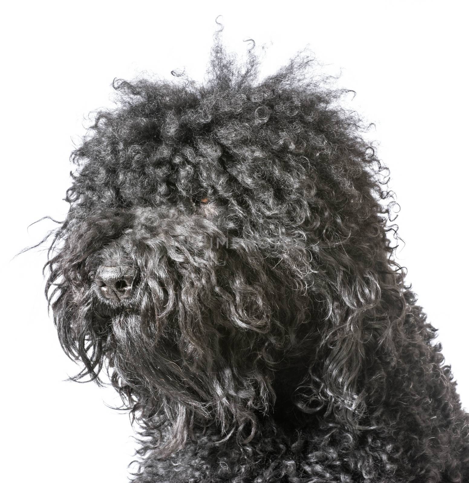 portrait of a barbet dog on white background