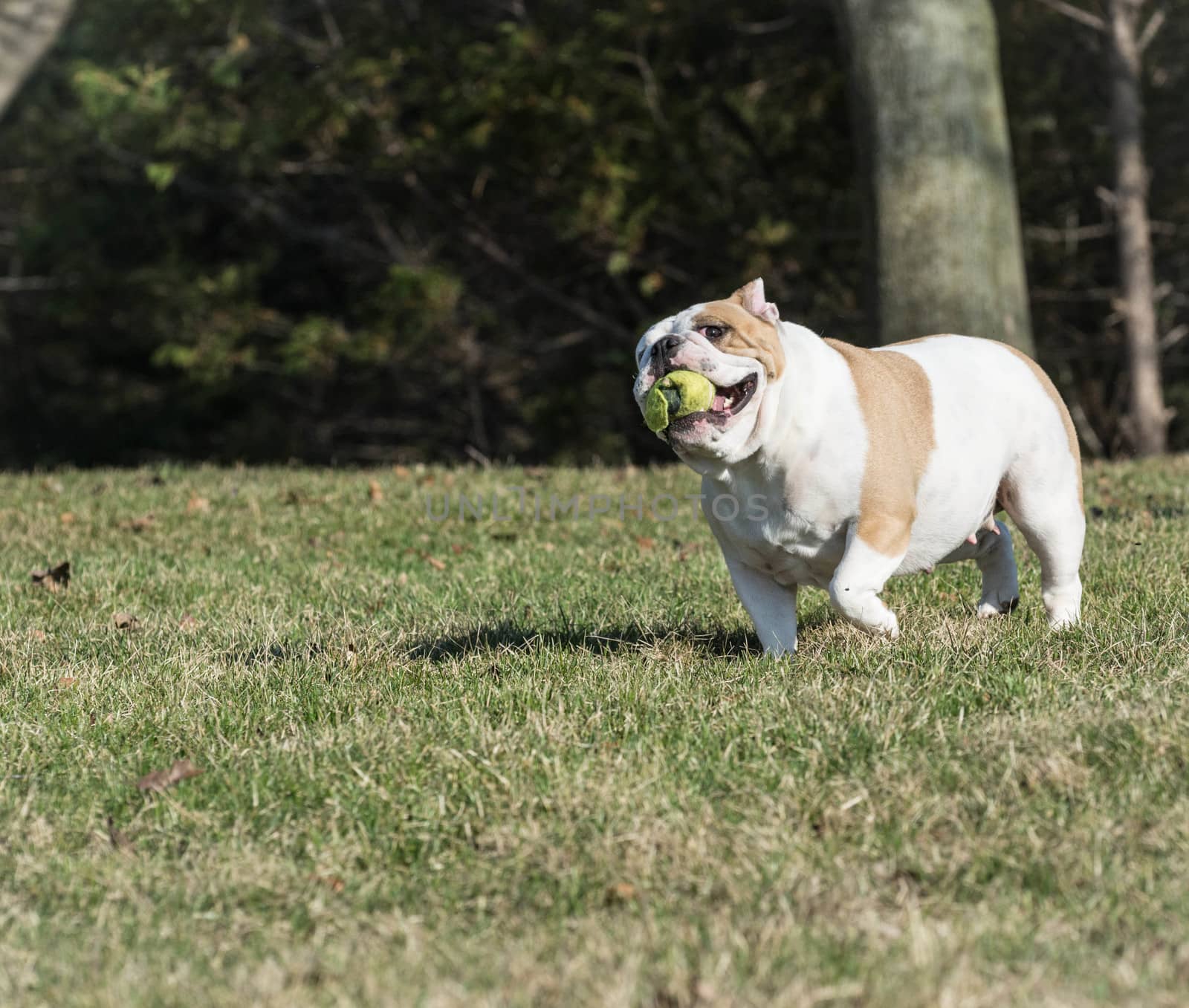 english bulldog playing catch outside