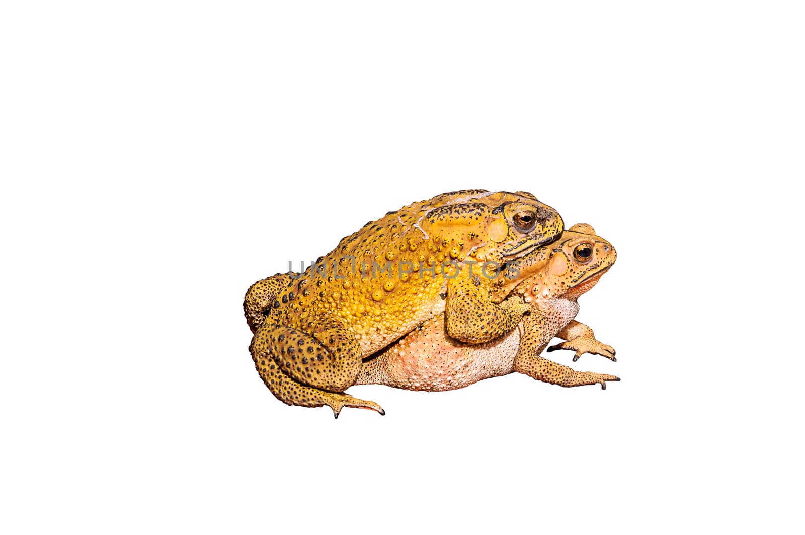 Two toads during the breeding isolated on white background