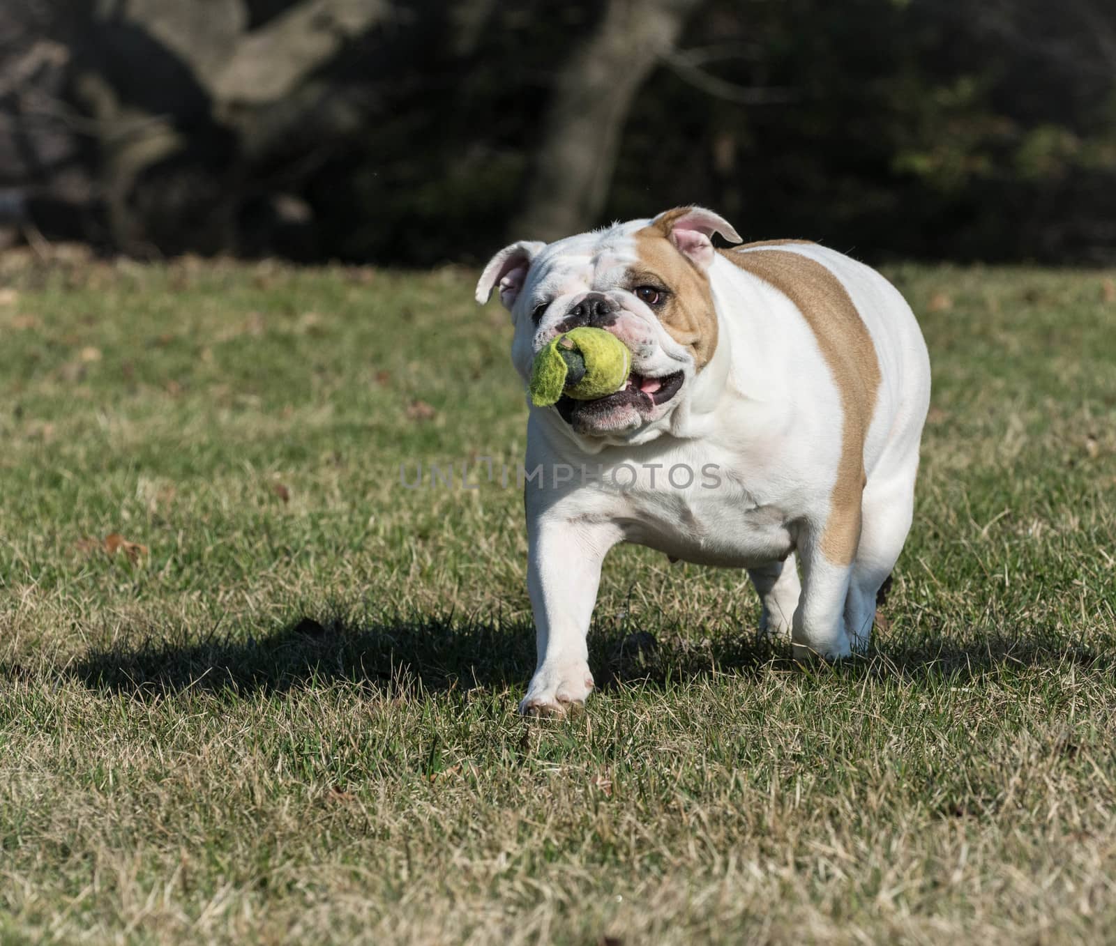 english bulldog playing catch with a tennis ball