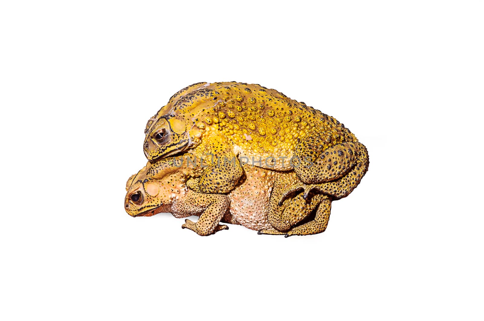 Two toads during the breeding isolated on white background