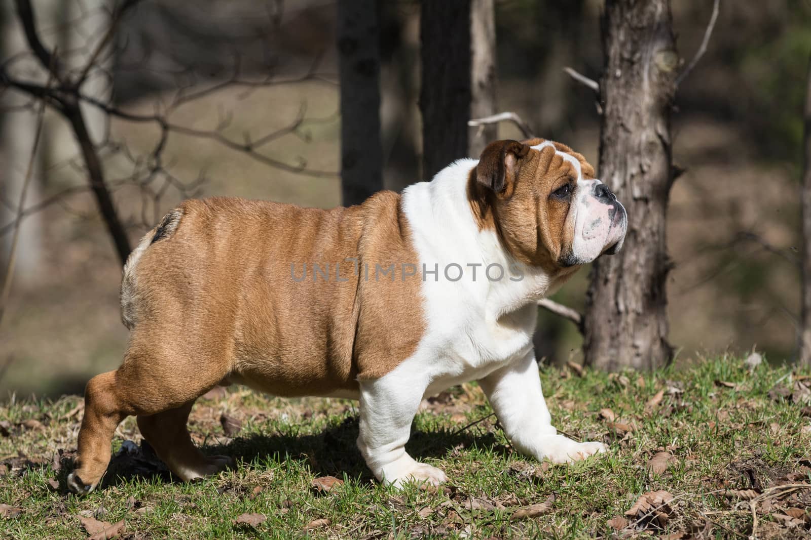 english bulldog puppy walking outside in the grass