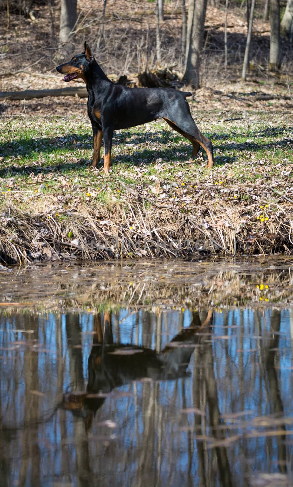 doberman pinscher standing by waters edge with reflection