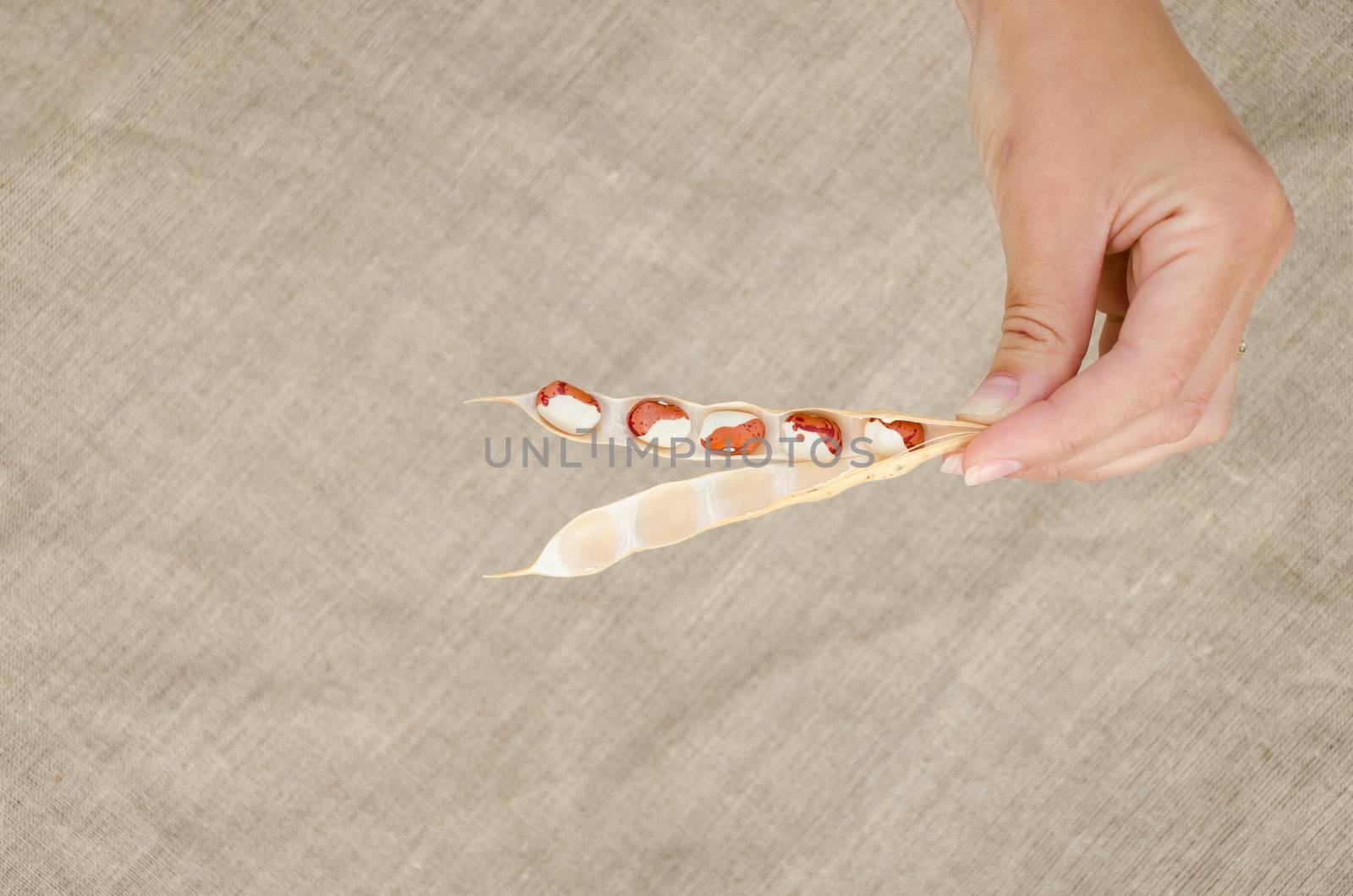 female hand hold small open pod with brown white beans on linen texture