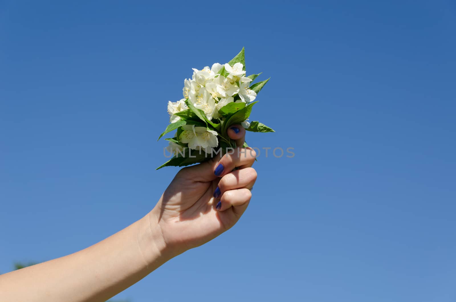 jasmine flower bouquet in woman hand on blue sky background