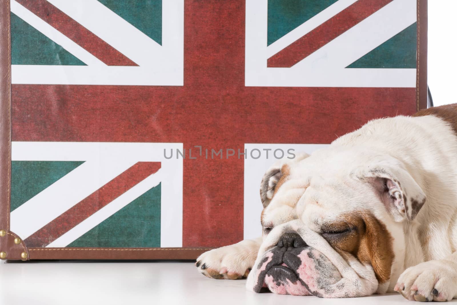 english bulldog sleeping in front of british flag