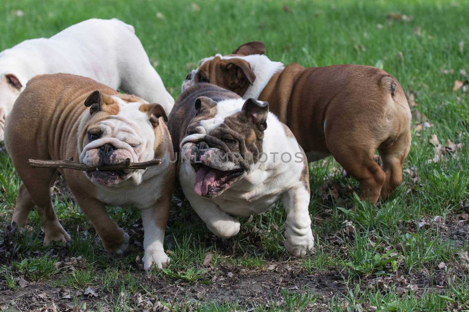 four english bulldogs playing outside in the grass