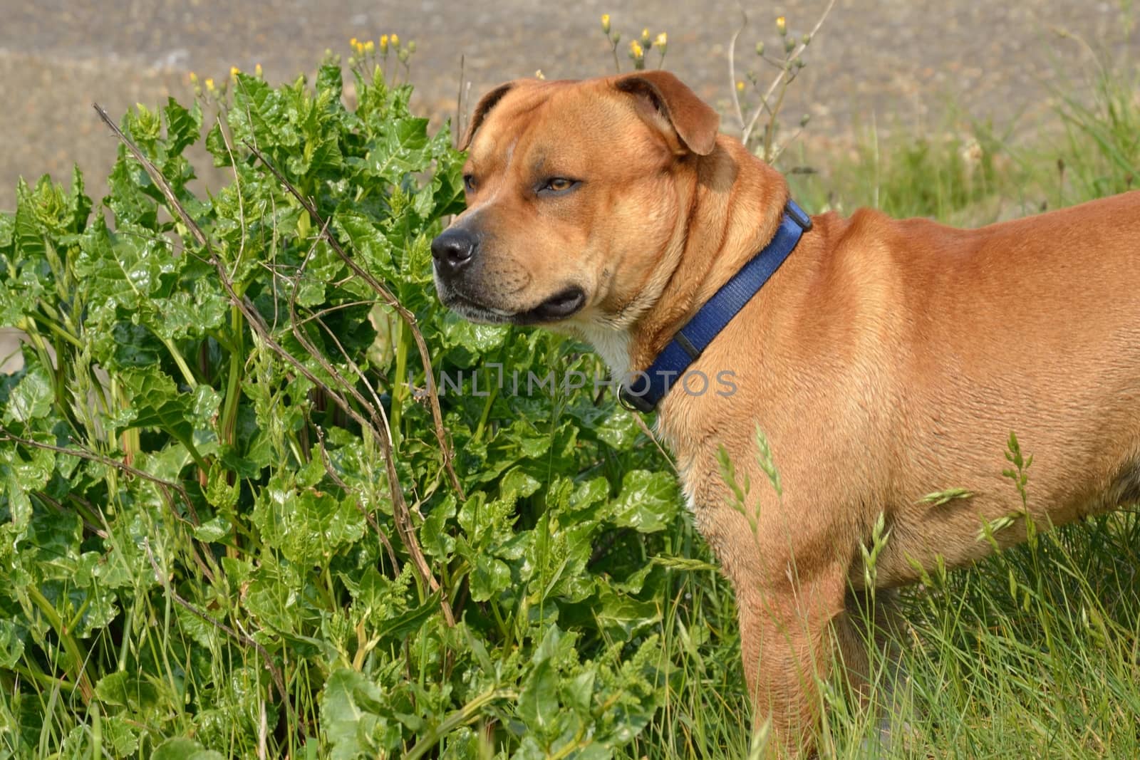 Staffordshire Terrier by pauws99