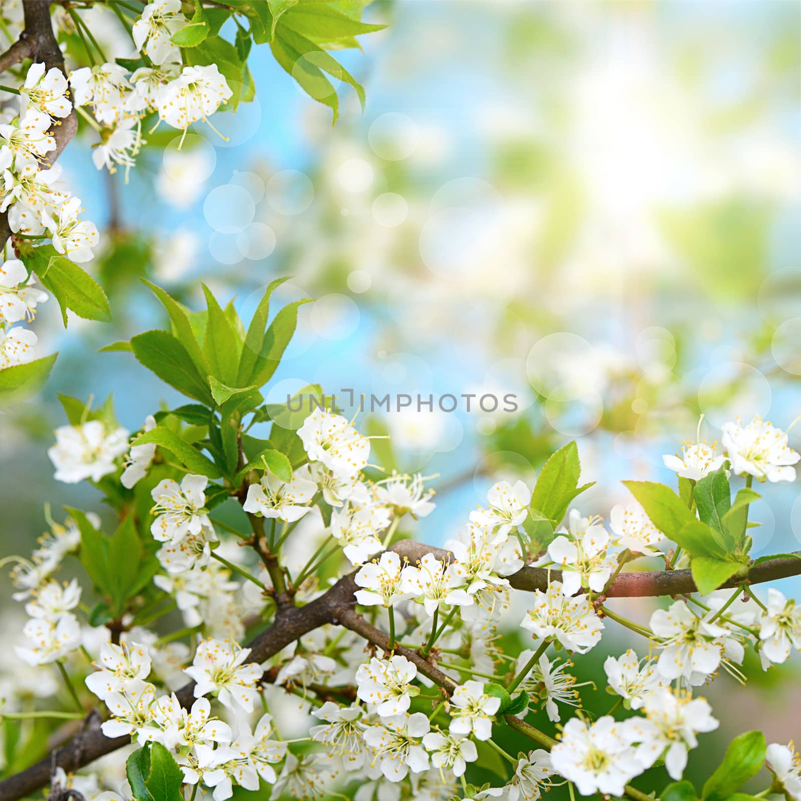 The cherry blossoms in spring close up