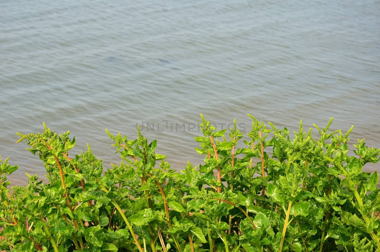 Green Coastal sea plant with sea in background